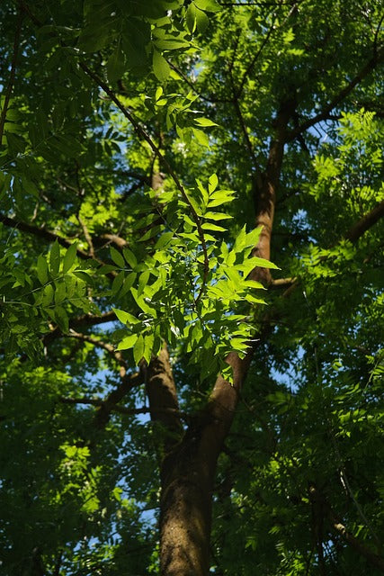Anima Arbor Talis